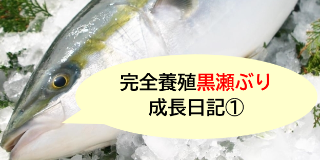 完全養殖”黒瀬ぶり”成長日記①