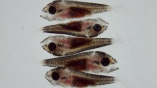 孵化後2週間目の稚魚