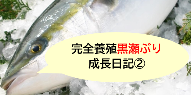 完全養殖”黒瀬ぶり”成長日記②