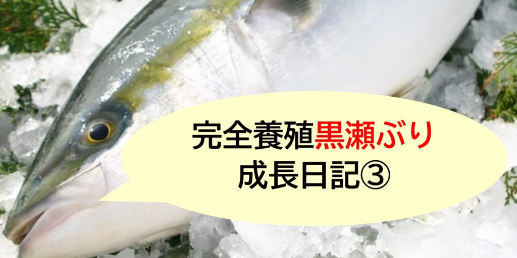 完全養殖”黒瀬ぶり”成長日記③