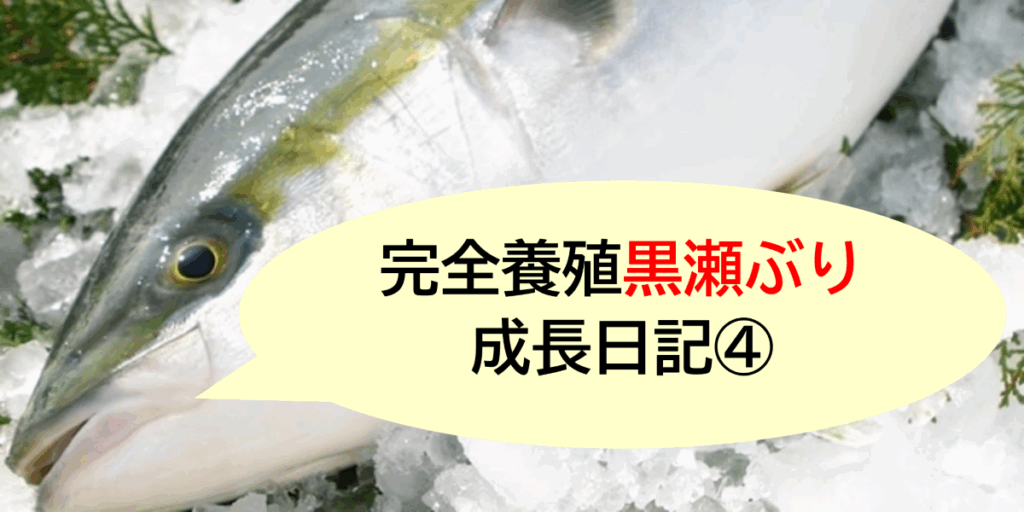 完全養殖”黒瀬ぶり”成長日記④