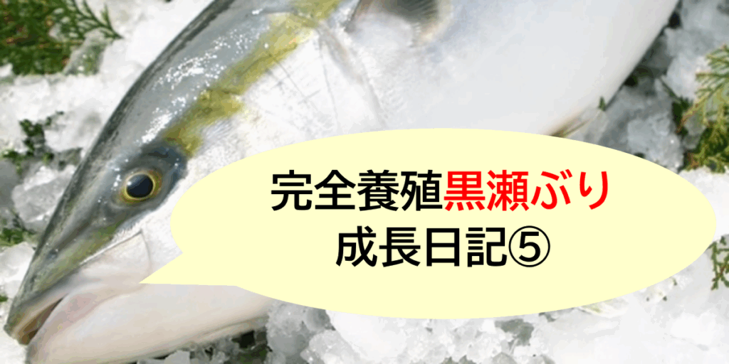 完全養殖”黒瀬ぶり”成長日記⑤