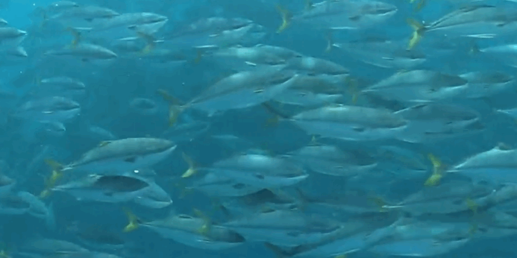 宮崎放送（MRT）「わけもん！！」で紹介されました！