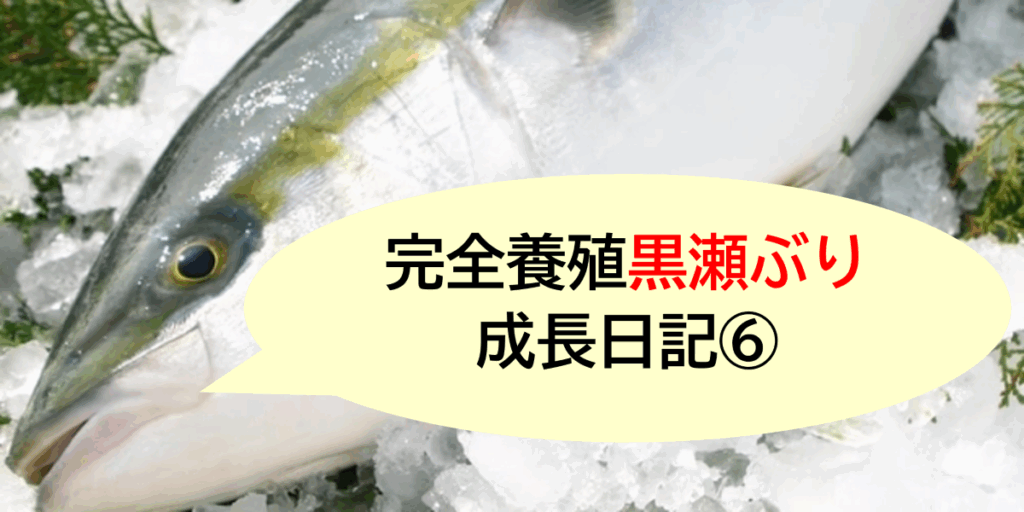完全養殖”黒瀬ぶり”成長日記⑥